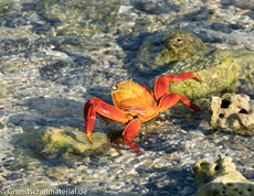 Galapagos-Tiere38.jpg